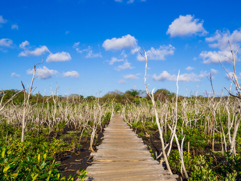 Lumedal de Avellanas, Guanacaste, Costa Rica