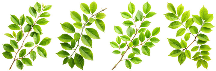 Branch with green leaves on transparent background PNG file