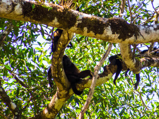 Costa Rican Howler Monkeys Family