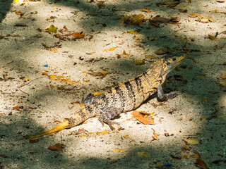 Costa Rican Iguana