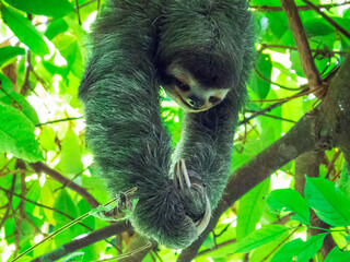 Costa Rican Sloth