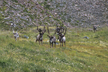 Rentiere in freier Wildbahn auf der Insel Mageroya, Norwegen