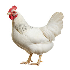PNG White chicken standing on white background