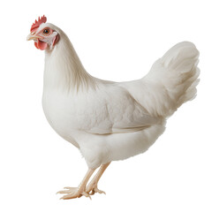PNG White chicken standing on a plain background
