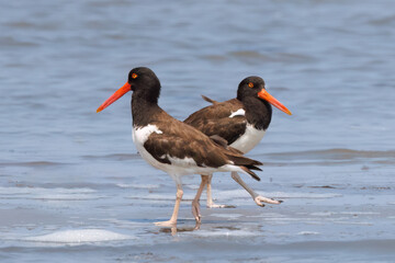 Oyster Catchers on the beach