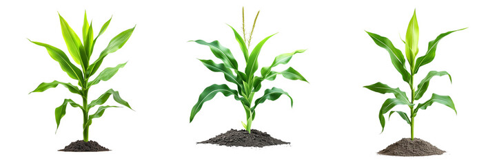 Obraz premium set of a Isolated green corn plant on a white background, with no shadows or reflections, on a transparent background