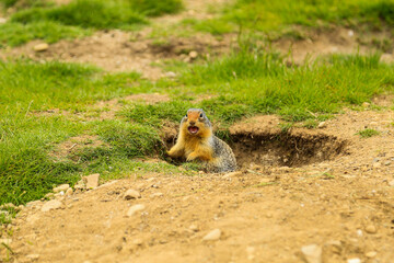 ground squirrel is on the lookout