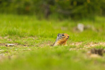 gound squirrel is on lookout