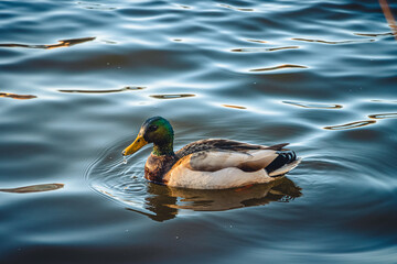 duck on the water