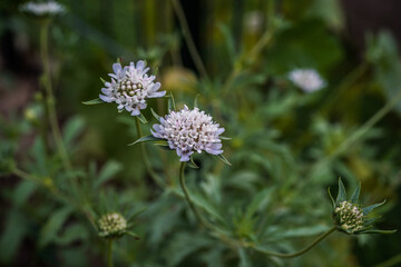 White star flower plant with several blooms.