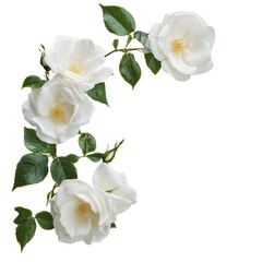Obraz premium PNG White roses with green leaves arranged elegantly