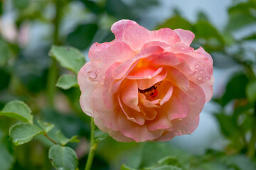 Rose (Rosa sp.) mit Regentropfen