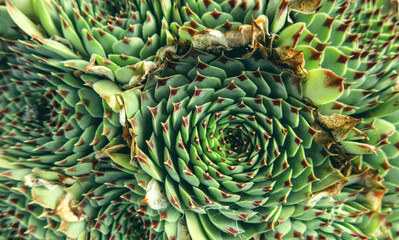 Fototapeta premium Sempervívum, Crassulaceae family, houseleek, flowering plant close up in details as natiral botanical floral texture pattern background backdrop