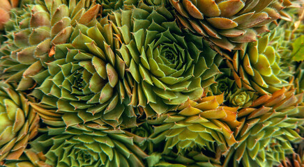 Obraz premium Sempervívum, Crassulaceae family, houseleek, flowering plant close up in details as natiral botanical floral texture pattern background backdrop