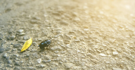  Geotrupidae, black beetle, earth-boring dung beetle, or dor beetle insect on stone road in sunset light