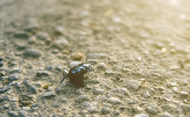  Geotrupidae, black beetle, earth-boring dung beetle, or dor beetle insect on stone road in sunset light