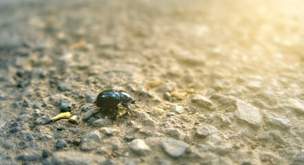  Geotrupidae, black beetle, earth-boring dung beetle, or dor beetle insect on stone road in sunset light