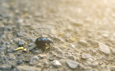  Geotrupidae, black beetle, earth-boring dung beetle, or dor beetle insect on stone road in sunset light