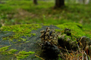 Pine cone on tree stump as forest backdrop background and wallpaper, as illustration and symbol of love to nature, environment protection, wildlife, gathering, forest nature and ecosystem