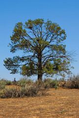 A silhouetted kangaroo stands in the shade of a tall cypress tree in the Australian outback.