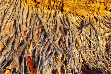 Dense palm tree with a lot of roots coming out of it