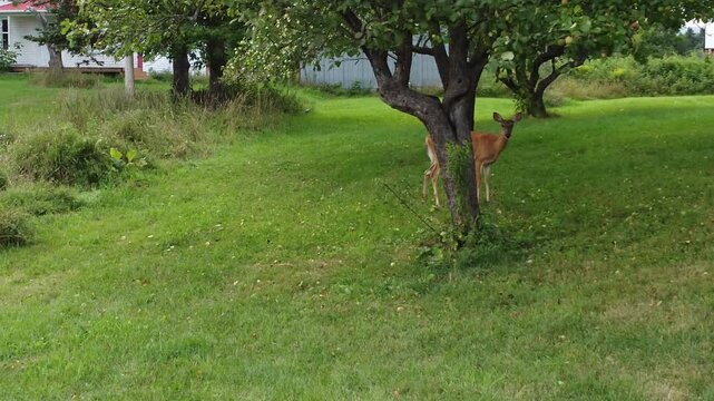 Un drone attise la curiosit&eacute; d'un Cerf de Virginie ( chevreuil ) debout sur l'herbe tondue sous une plantation de pommiers sauvages.