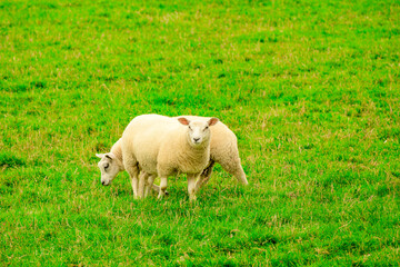 Lamb friends  grazing on green pasture in the Scottish countryside, room for text very cute