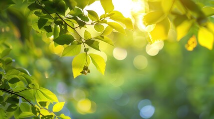 Obraz premium Free good morning scene wallpaper background photo