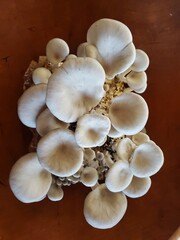 Organic White mushroom