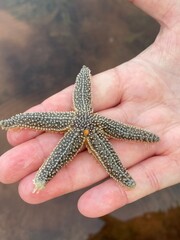 Starfish at the ocean during low tide