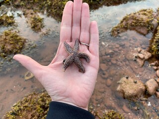 Starfish at the ocean during low tide