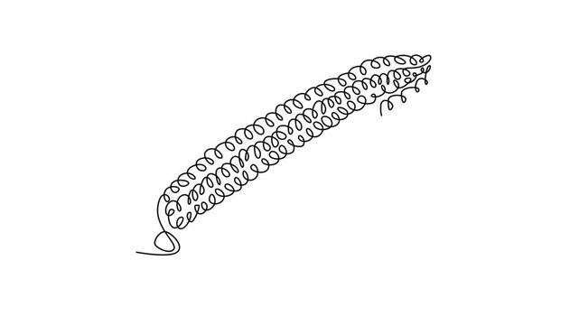 Animated self drawing of continuous line draw whole peeled healthy freshness organic corn crop for farm logo identity. Fresh maize concept for starchy vegetable icon. Full length single line animation