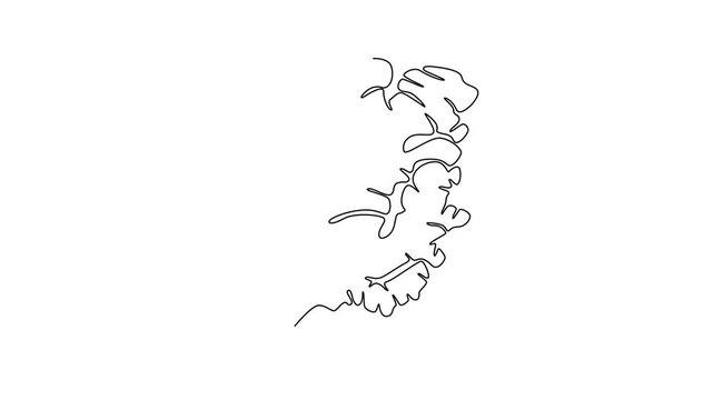 Animated self drawing continuous line draw whole healthy organic ginger for groceries logo identity. Fresh flowering plant rhizome concept herbaceous perennial icon. Full length single line animation