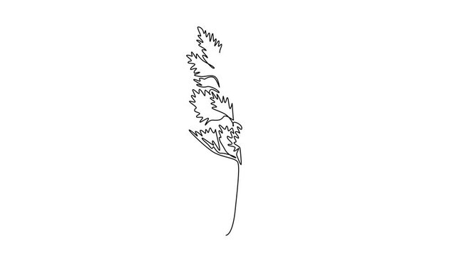 Animated self drawing of continuous line draw bunch healthy organic green celery for farming or cooking logo identity. Fresh marshland plant concept for vegetable icon. Full length one line animation