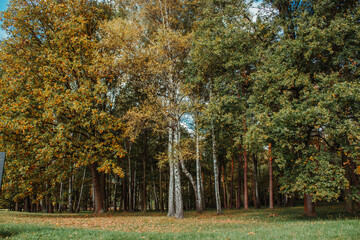 forest in autumn, with trees golden and green leaves. 