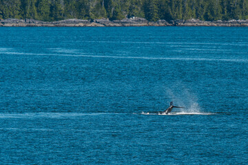 Humpback whale peduncle tail slap in British Columbia along the Inside Passage in summer