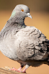 The rock dove, rock pigeon, or common pigeon is a member of the bird family Columbidae.