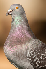 The rock dove, rock pigeon, or common pigeon is a member of the bird family Columbidae.