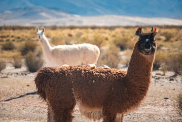 Llamas en la provincia de Jujuy, Argentina. Una mamífero típico del norte argentino que decora el paisaje con belleza y ternura. © JuanManuel