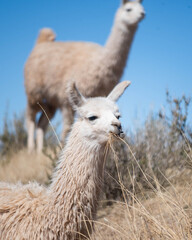 Obraz premium Llamas en la provincia de Jujuy, Argentina. Una mamífero típico del norte argentino que decora el paisaje con belleza y ternura.