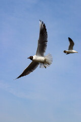 seagull in flight