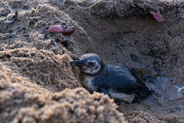 A young penguin nestled in the sand, resting on a beach, capturing a moment of solitude