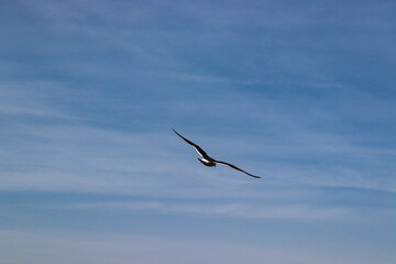 flight