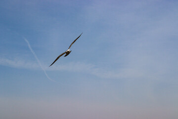 flight