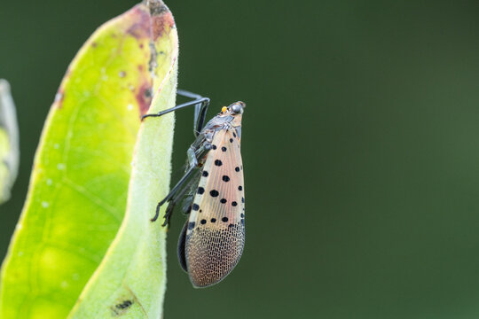 Spotted Lanternfly (Lycorma delicatula) on milkweed leaf. The first confirmed presence of the lanternfly was in September 2014 in Berks County, Pennsylvania