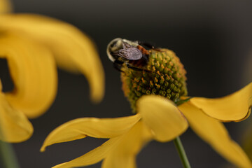 bumblebee bee on flower