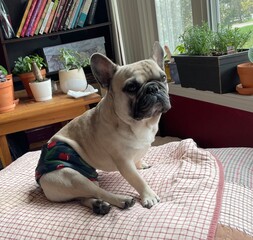 French bulldog wearing belly band