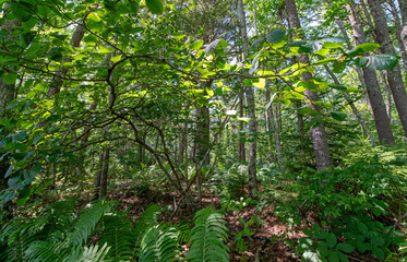 New England Deciduous Forest in Summer