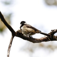bird on branch
