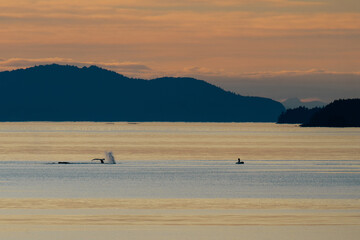 Naklejka premium Humpback whales with a man in a zodiac at sunset in Stephens Passage in South Eastern Alaska along the Inside Passage
